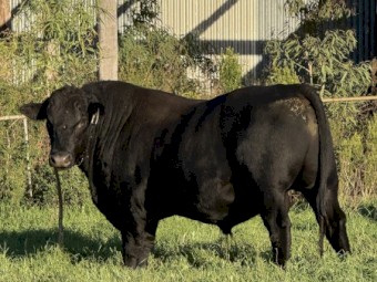 Grass Fed Angus & Brangus Bulls
