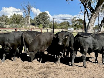Grass Fed Angus & Brangus Bulls