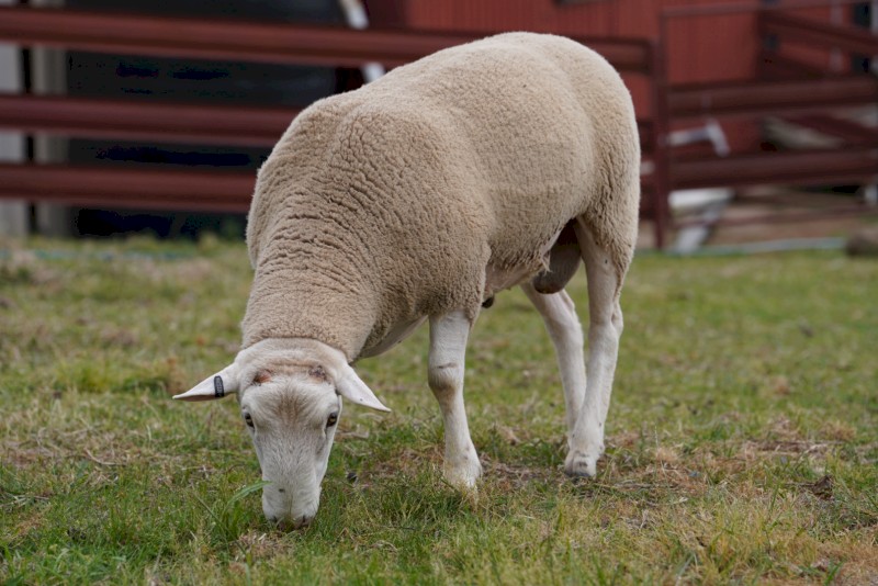 Quality White Suffolk Rams