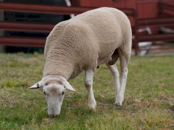 Quality White Suffolk Rams