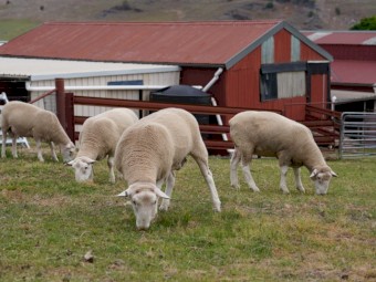 Quality White Suffolk Rams