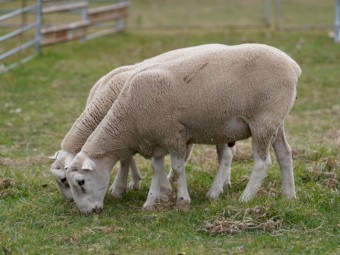 Quality White Suffolk Rams