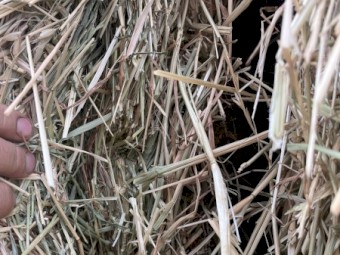 29mt Wheaten Hay 8x4x3 Bales