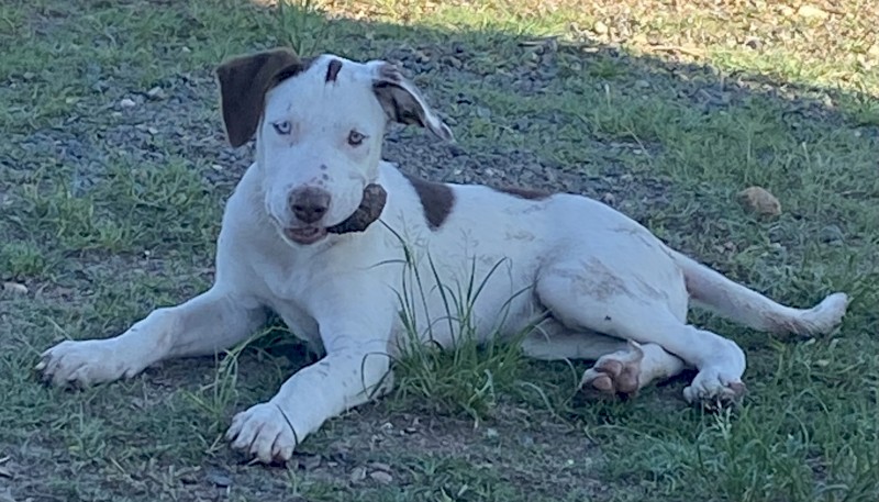 Generational Working Pups