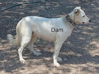 Generational Working Pups