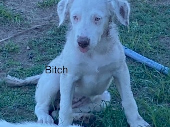 Generational Working Pups