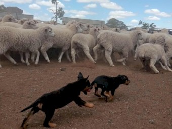 Kelpie pups