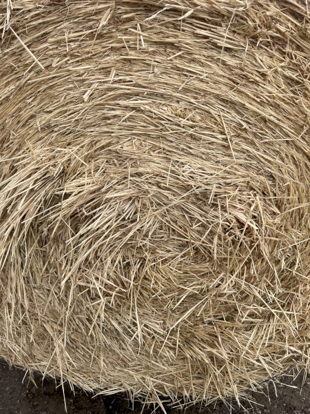 500 x Barley Hay 5x4 Rolls