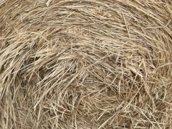 500 x Barley Hay 5x4 Rolls