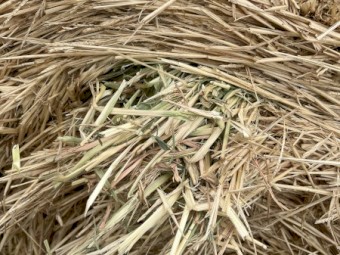 500 x Barley Hay 5x4 Rolls