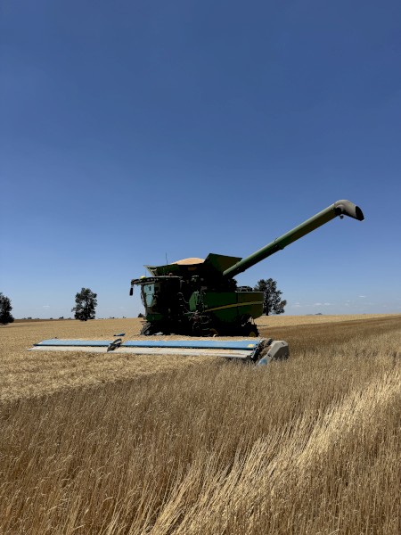 EOI 2025 Wheaten Stripper Straw