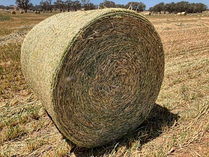 Pasture Hay 