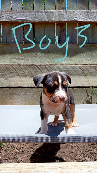 6 purebred American staffys call 0457208158 $1500-$2000