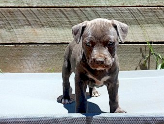 6 purebred American staffys call 0457208158 $1500-$2000