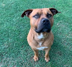 6 purebred American staffys call 0457208158 $1500-$2000