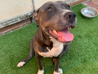 6 purebred American staffys 