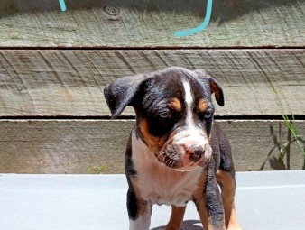 6 purebred American staffys call 0457208158 $1500-$2000