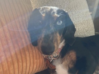 Mini dachshund silver dapple