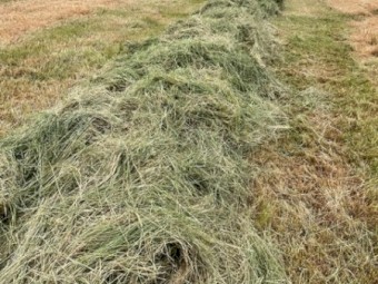 Round Rolls 5x4 Rye/Clover Hay 