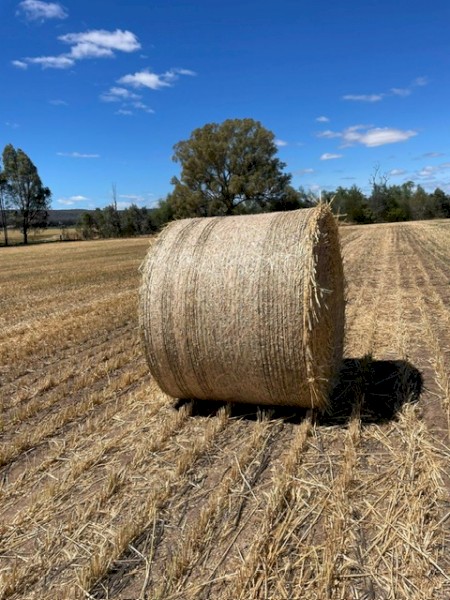 Wheaten Hay 5x4 Round Rolls