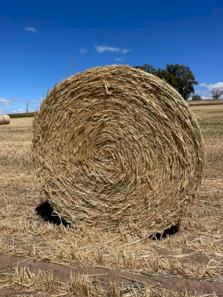 Wheaten Hay 5x4 Round Rolls