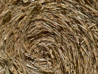 Wheaten Hay 5x4 Round Rolls
