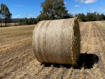 Wheaten Hay 5x4 Round Rolls