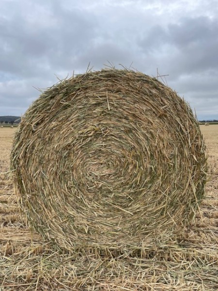 Wheaten Hay 5x4 Round Rolls