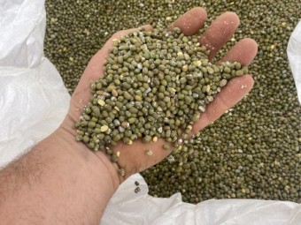 33mt Mung Bean Seed