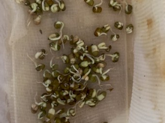 33mt Mung Bean Seed