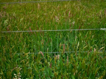 50 acres Standing Ryegrass for sale