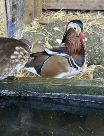 Mandarin young duck/pair