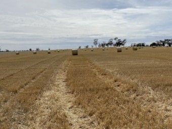 150 x Barley Straw Header Tailings 5x4 Rounds