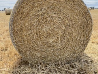 150 x Barley Straw Header Tailings 5x4 Rounds