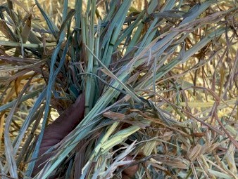 250 x Oaten Hay 5x4 Rounds