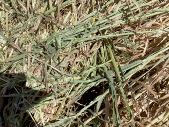 250 x Oaten Hay 5x4 Rounds