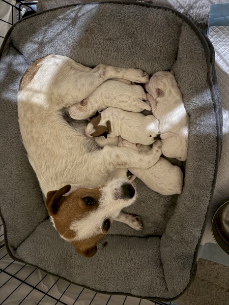 Jack Russell Pups x 5
