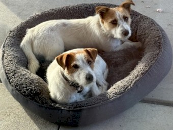Jack Russell Pups x 5