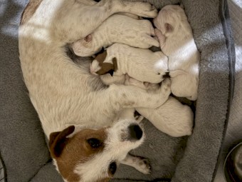 Jack Russell Pups x 5