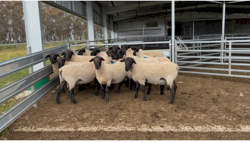 Suffolk Rams 