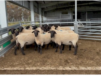 Suffolk Rams 