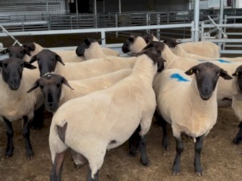 Suffolk Rams 