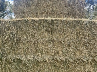 Wheat hay 