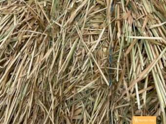 500mt Barley Hay 8x4x3 Bales