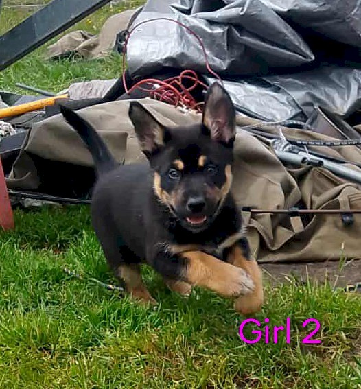 Kelpie X Husky Puppies x 4