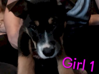 Kelpie X Husky Puppies x 4