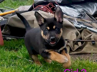 Kelpie X Husky Puppies x 4