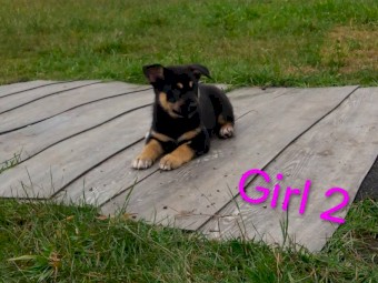Kelpie X Husky Puppies x 4