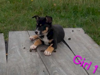 Kelpie X Husky Puppies x 4