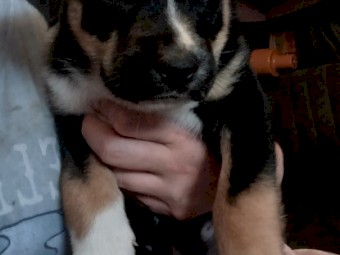 Kelpie X Husky Puppies x 4